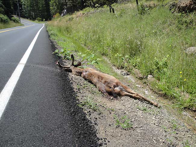roadkill deer by side of highway